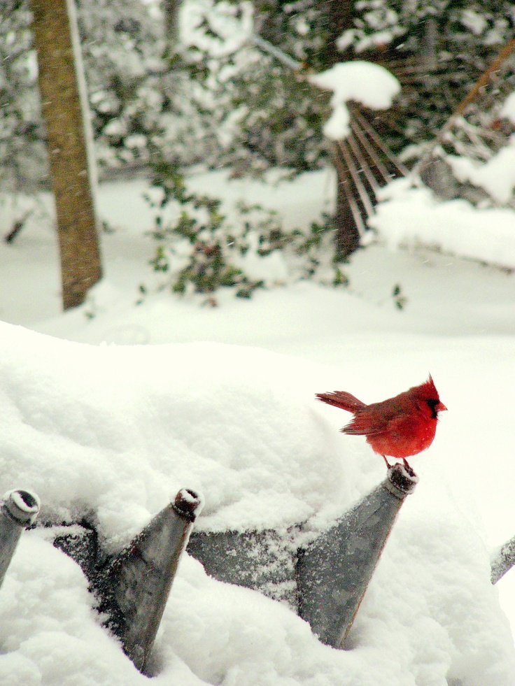 winterscapes41