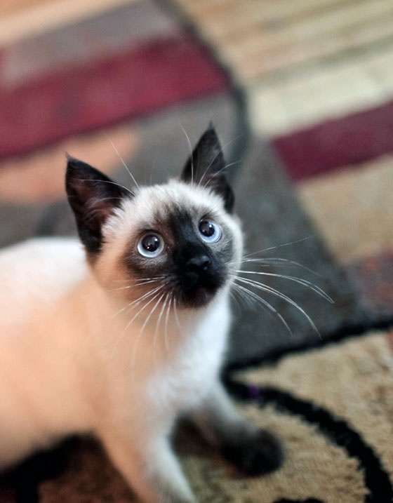 adorables17