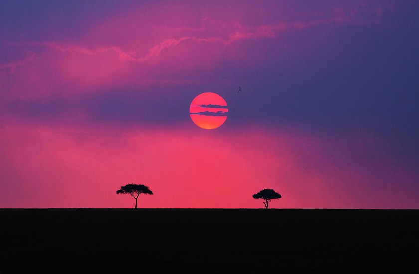 Magenta sunset with silhouetted trees on a flat horizon