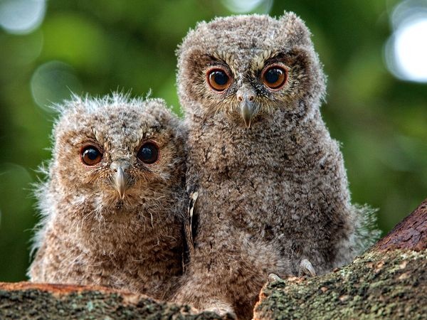 adorables10