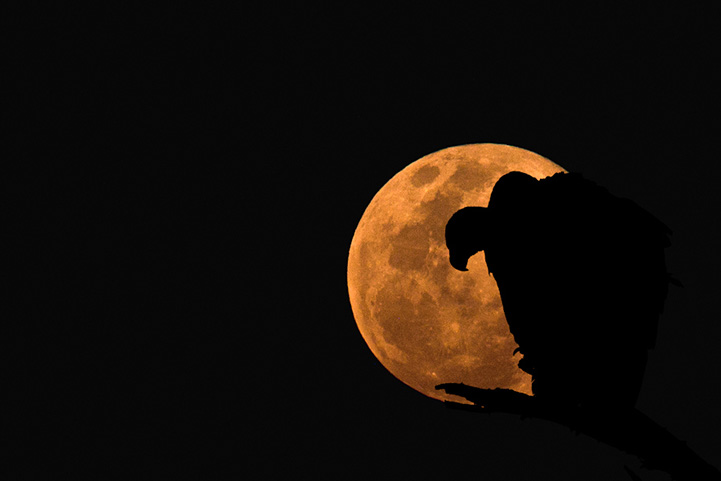 Silhouette wildlife scene by Mario Moreno