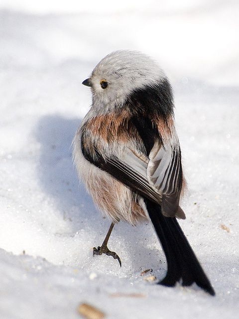 animals winter16