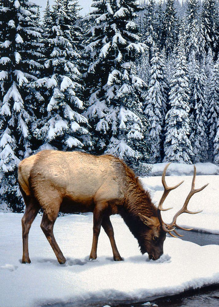 animals winter07