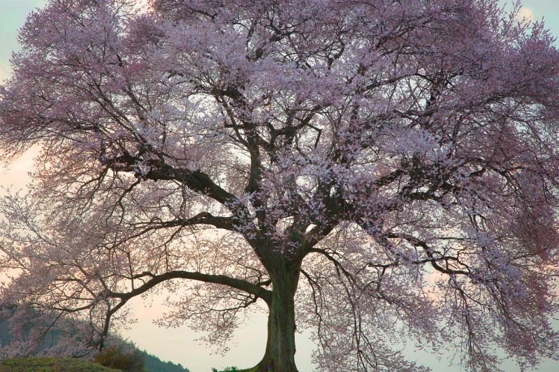 Spring cherry blossoms