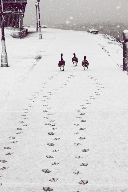 animals winter23