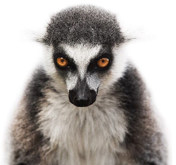 Ring-tailed lemur portrait by Morten Koldby