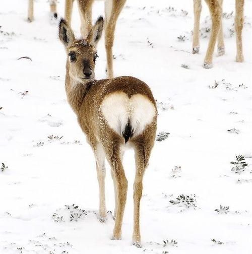animals winter03