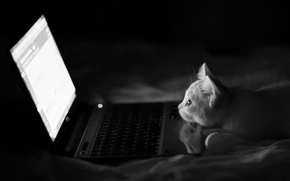 Kitten watching a laptop screen in the dark