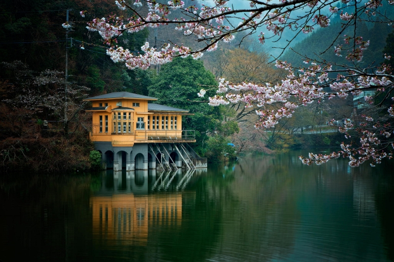 Cherry blossoms and spring scenery