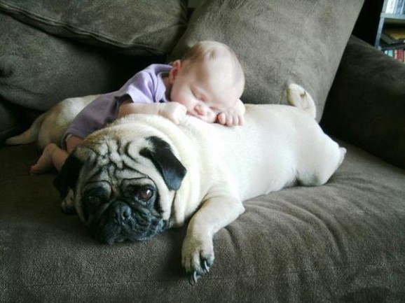 Baby sleeping on a pug on the couch