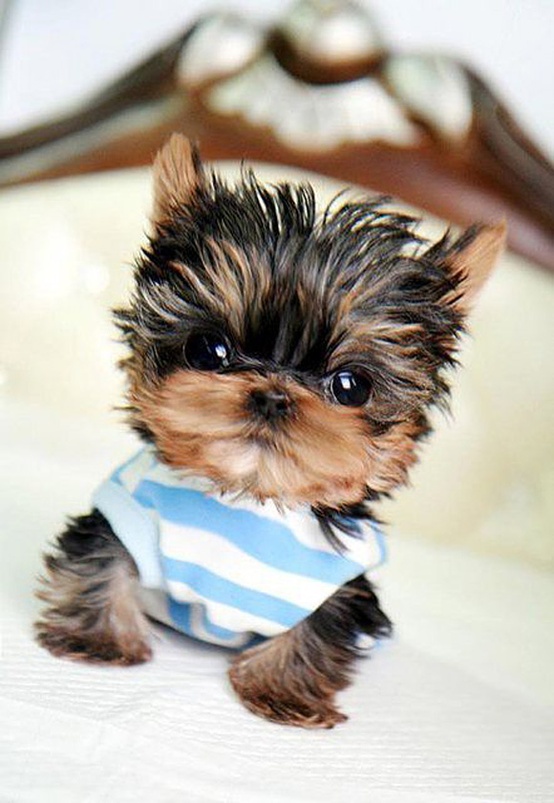 Tiny black-and-tan puppy in a blue striped shirt