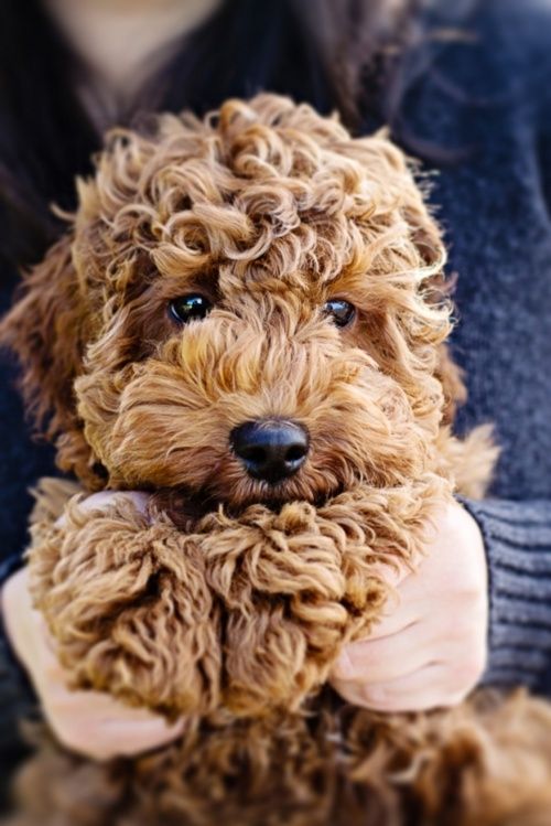 adorables21