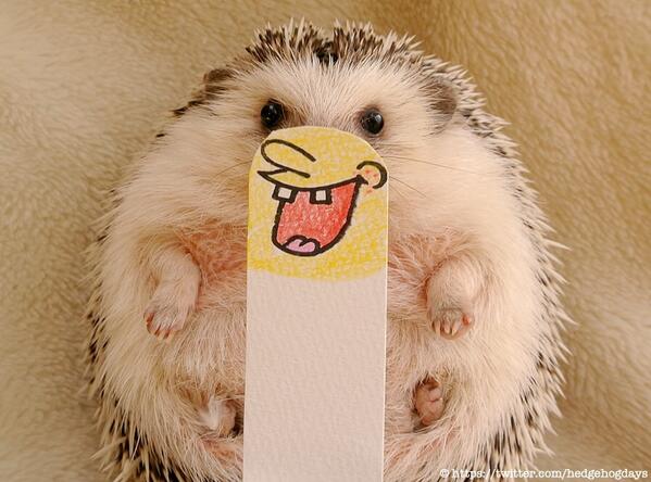 Cute Marutaro hedgehog portrait