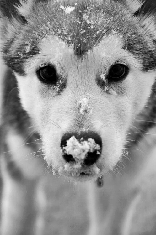 animals winter20