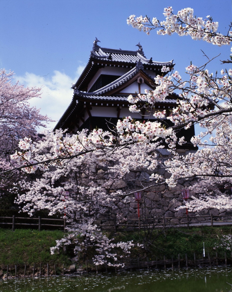 Cherry blossoms in soft spring light