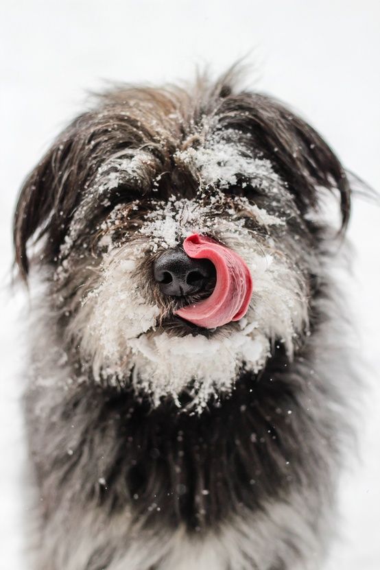 animals winter18