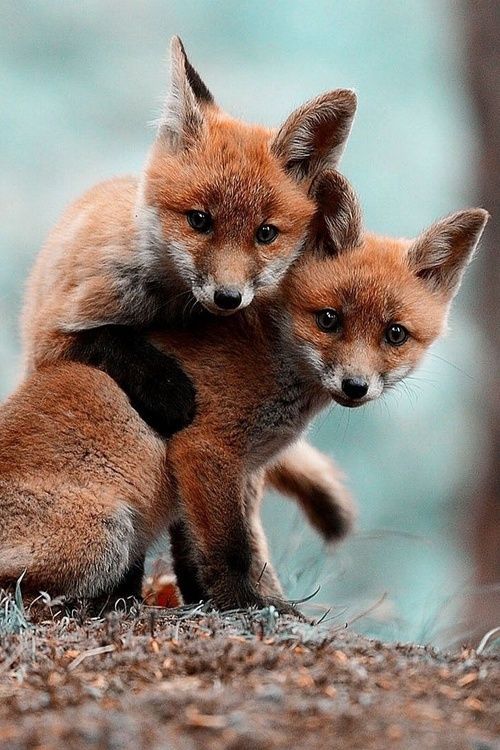 adorables30