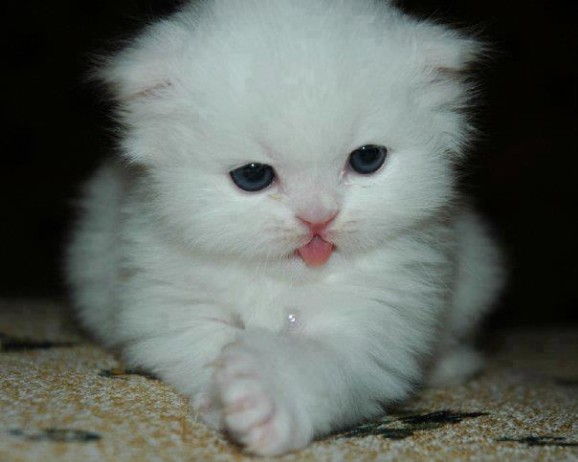 White kitten with a tiny tongue blep