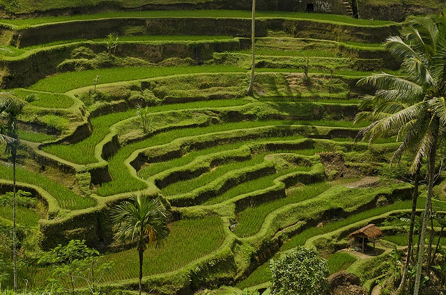 Lush green rice terraces with palm trees and thatched hut