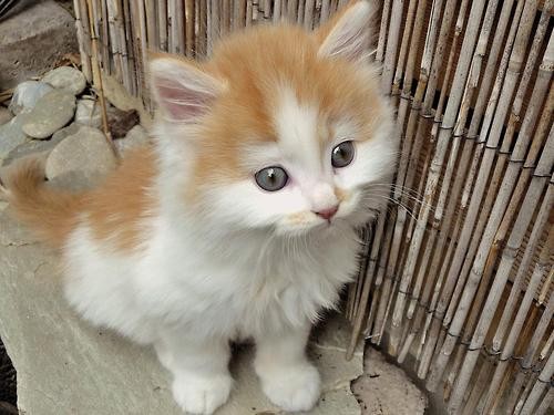 Fluffy orange and white kitten outdoors
