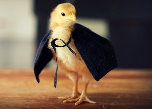 Yellow chick wearing a tiny black cape with a ribbon bow