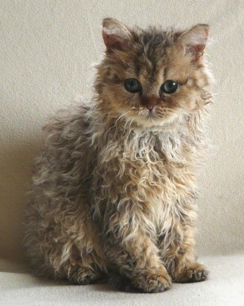 Adorable animal photo from the Irresistable Adorables 2 set