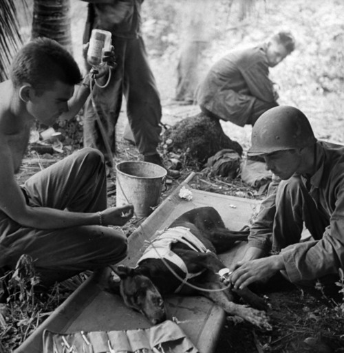 American G.I.s treating wounded dog duri
