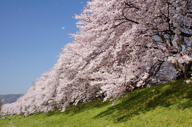 Late sakura light