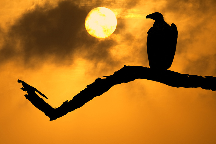 Mario Moreno animal silhouette
