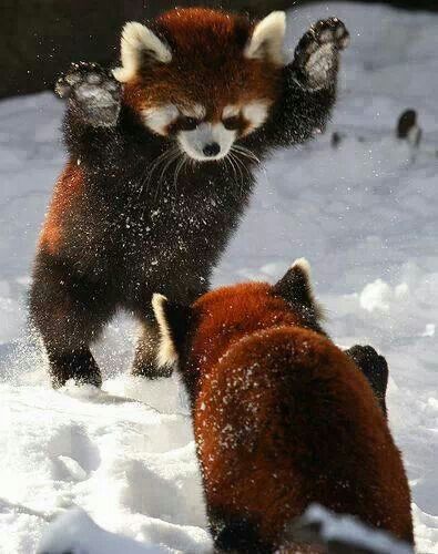 animals winter21
