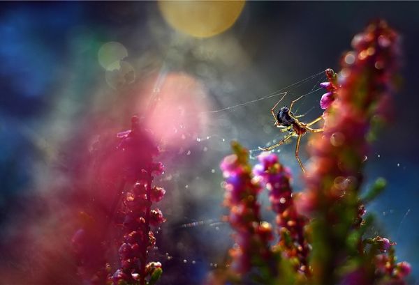 Garden insect and flower study by Magdalena Wasiczek