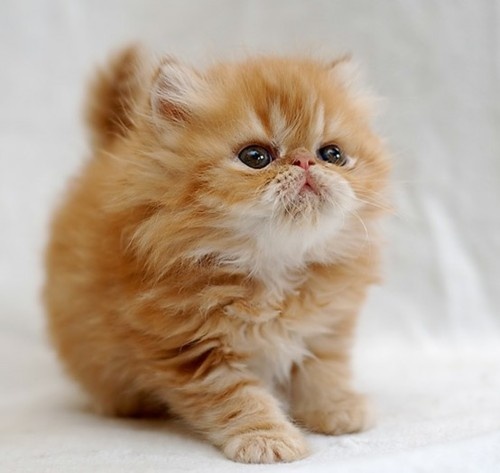 Adorable animal photo from Irresistable Adorables 3