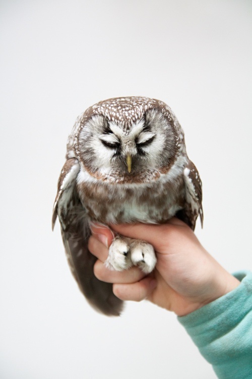 adorables13