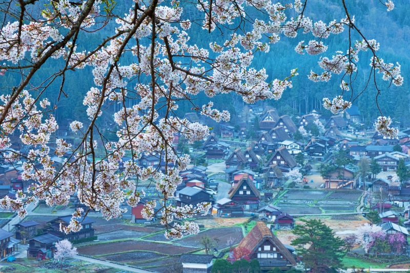 Blossom-lined view