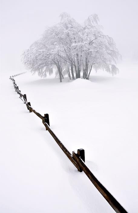Snow scene photograph