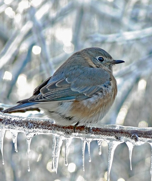 animals winter11