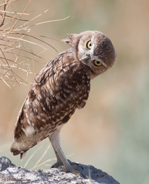 Adorable animal photo from the Irresistable Adorables 2 set