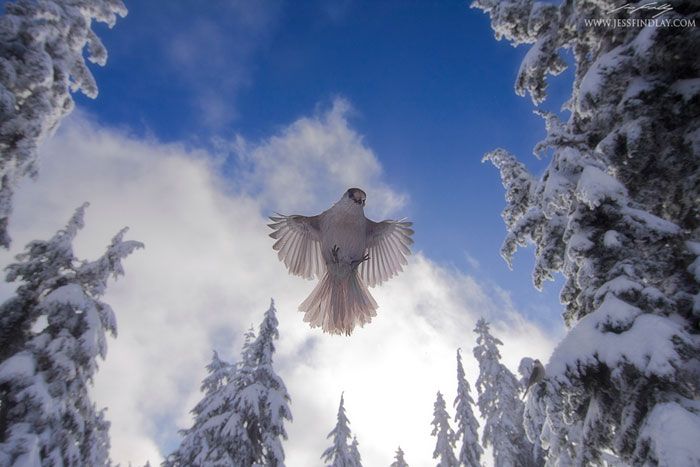 winterscapes12