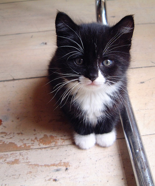 Adorable animal photo from Irresistable Adorables 3