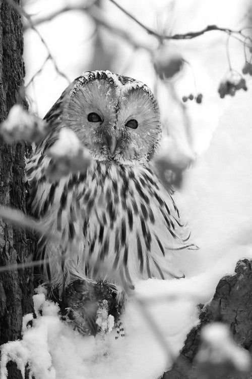 animals winter02
