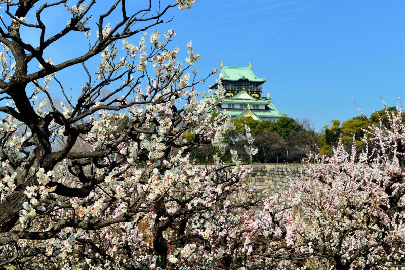 Cherry blossoms framed in soft focus
