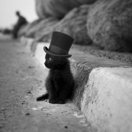 Adorable animal photo from Irresistable Adorables 3