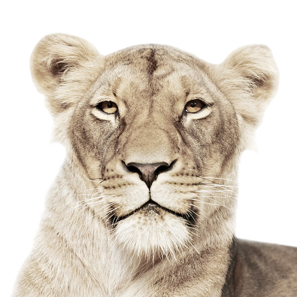 Lioness portrait by Morten Koldby