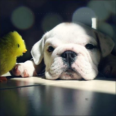 Adorable animal photo from the Irresistable Adorables 2 set