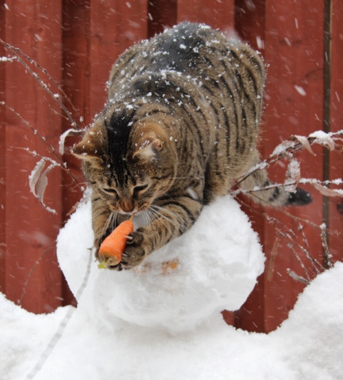 Adorable animal photo from Irresistable Adorables 3
