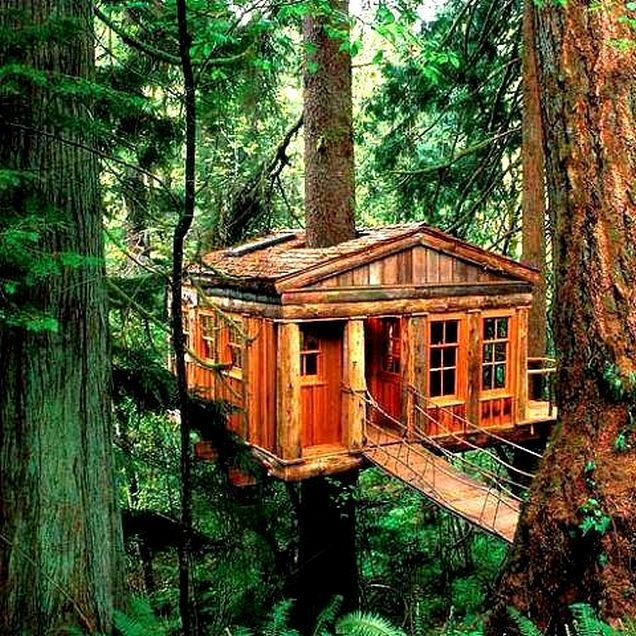 Canopy cabin nestled in branches