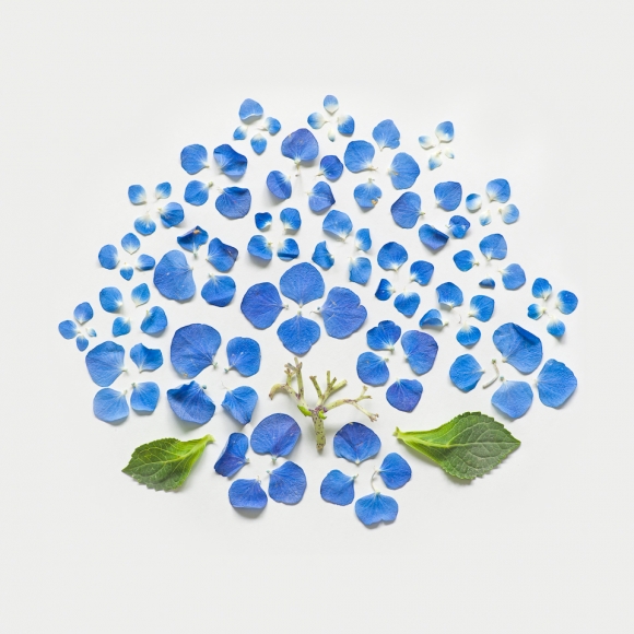 Hydrangea from Exploded Flowers by Fong Qi Wei