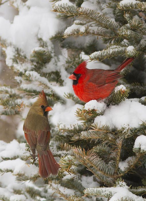 winterscapes44