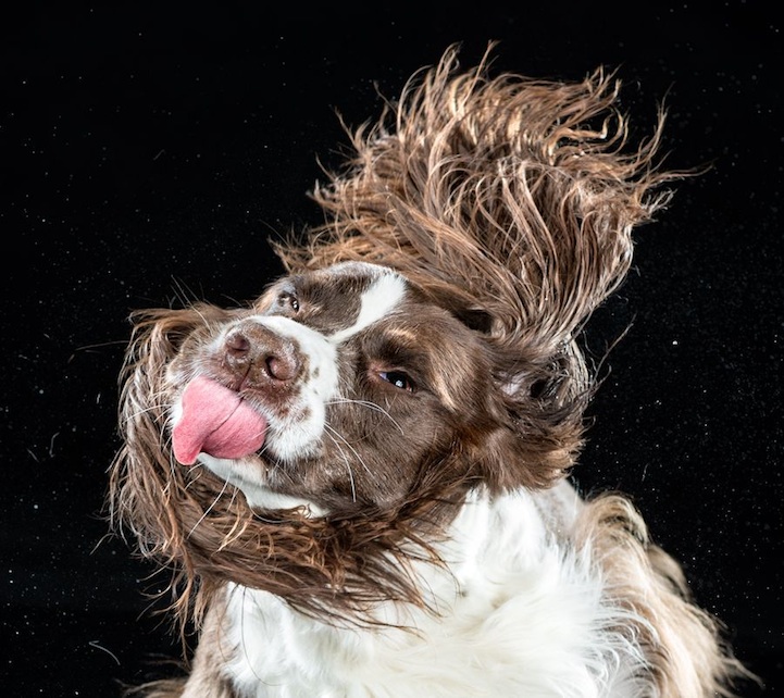 Shake series high-speed pet portrait