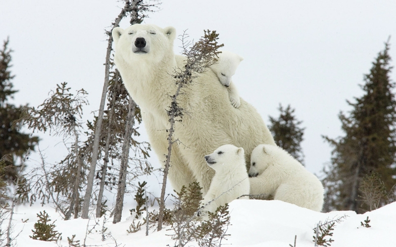 animals05